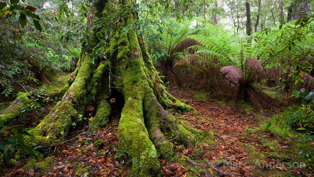 North-east New South Wales Field Recording Trip