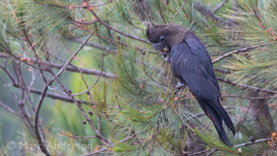 Glossy Black Cockatoos Feeding on Casuarina