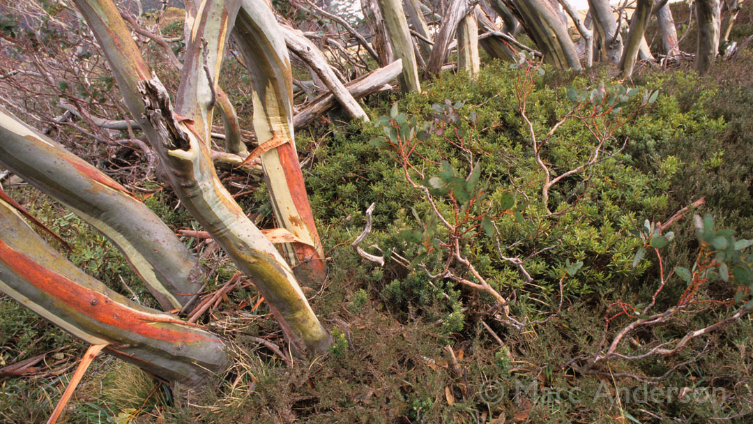 New Album Release: “Snow Gum Forest”