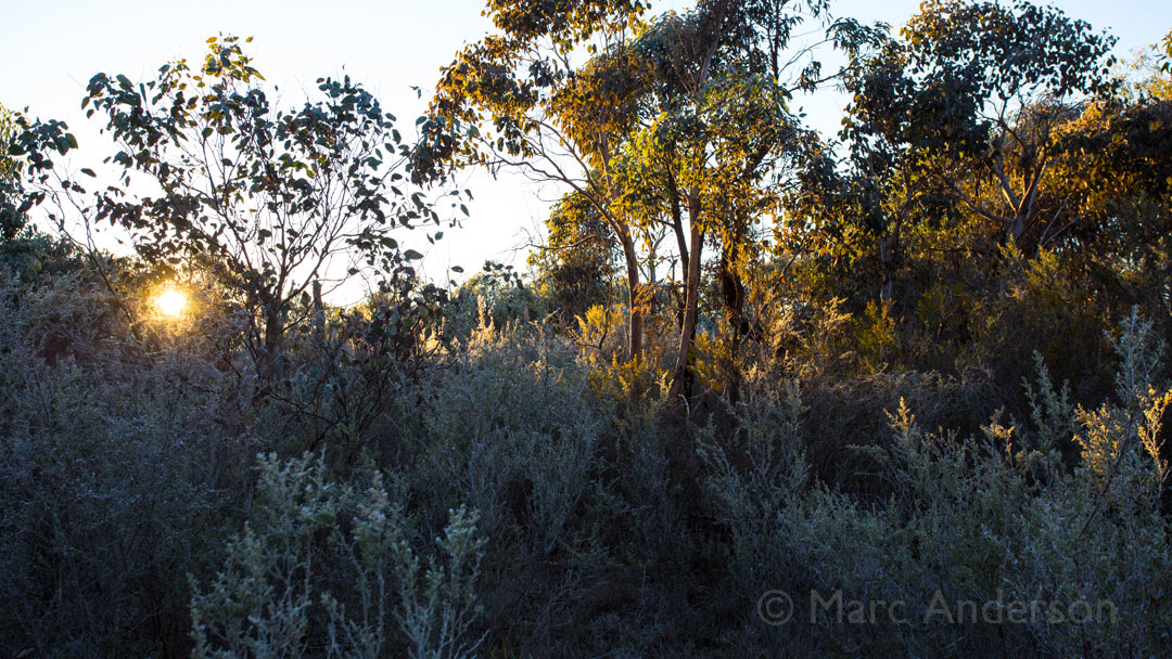 Trip Update: Winter Woodland, Kings Plains National Park, NSW, Australia