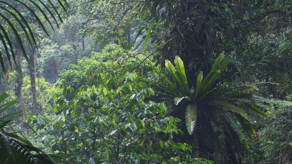 Java's Last Rainforests