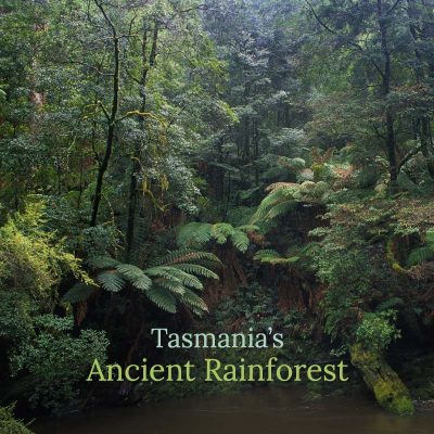 Tasmania's Ancient Rainforest - Album Cover