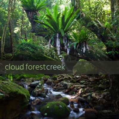 Australia: Cloud Forest Creek - Album Cover