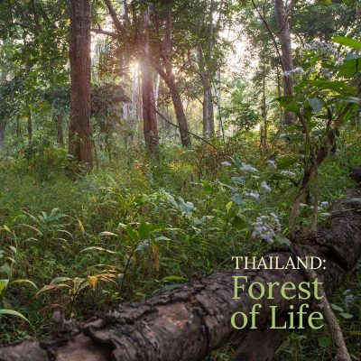 Nature Soundscape Album - 'Forest of Life'