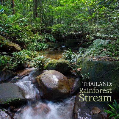 Thailand: Rainforest Stream - Album Cover