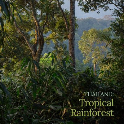 Thailand: Tropical Rainforest - Album Cover