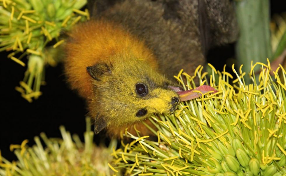 Flying Fox Sounds and Calls | Wildlife Sounds by Wild Ambience