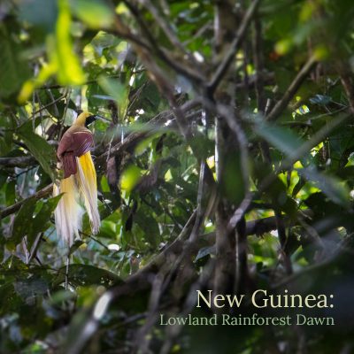 New Guinea: Lowland Rainforest Dawn