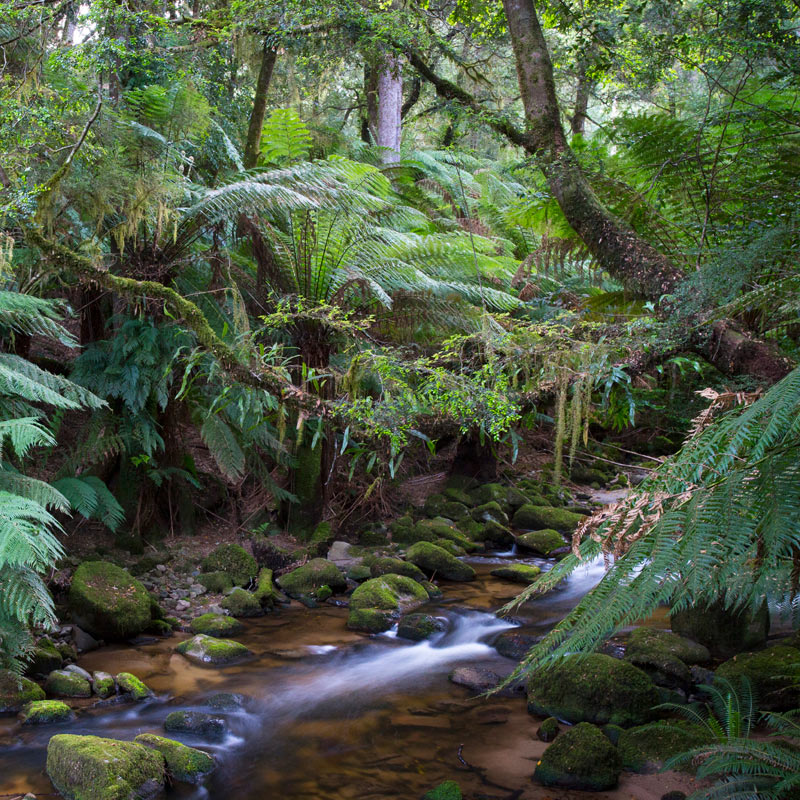 Mount Albert Rivulet, Tasmania