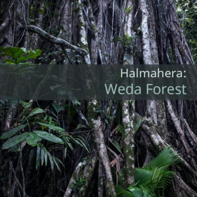 Halmahera: Weda Forest - Album Cover
