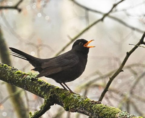 Common Blackbird Song & Calls | Wildlife Sounds by Wild Ambience