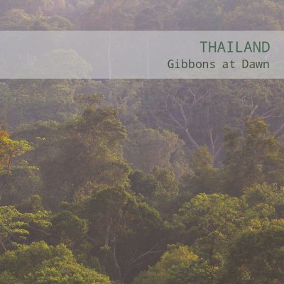 Thailand: Gibbons at Dawn - Album Cover