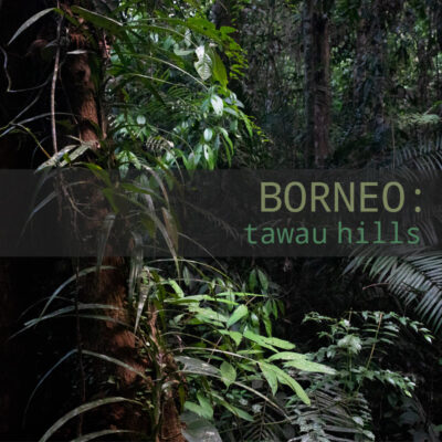 Borneo: Tawau Hills - Album Cover