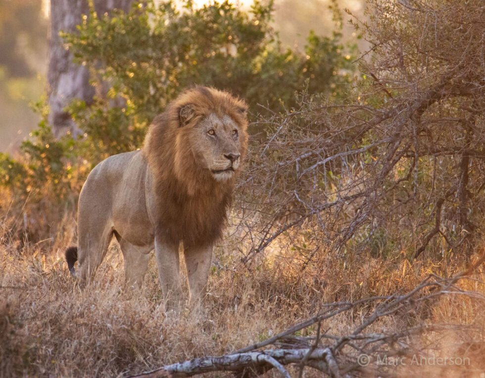 Lion Sounds & Calls | Wild Ambience Nature Sounds