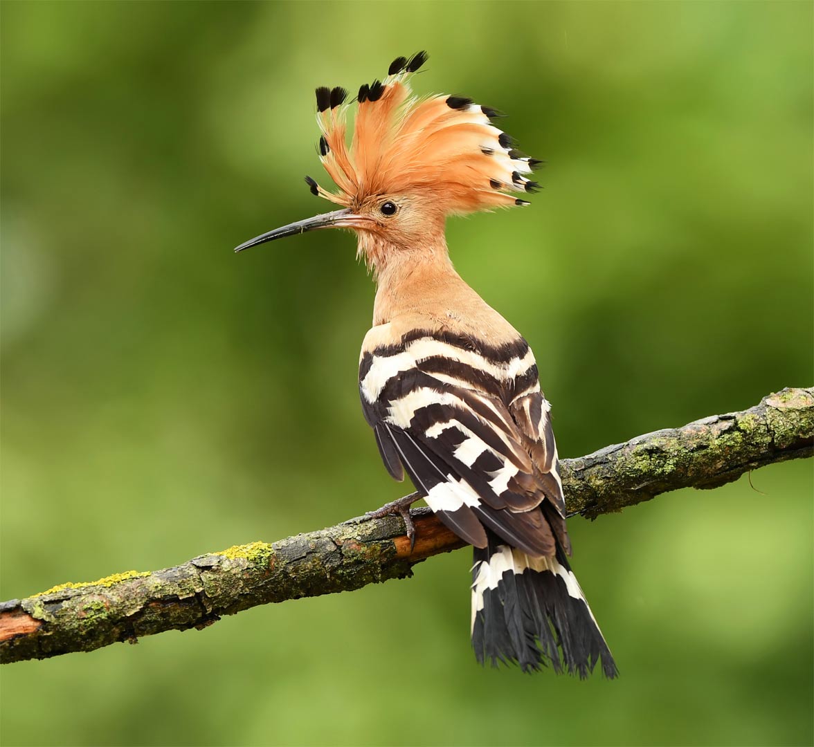 Eurasian Hoopoe Call Sounds Wild Ambience Nature Sounds