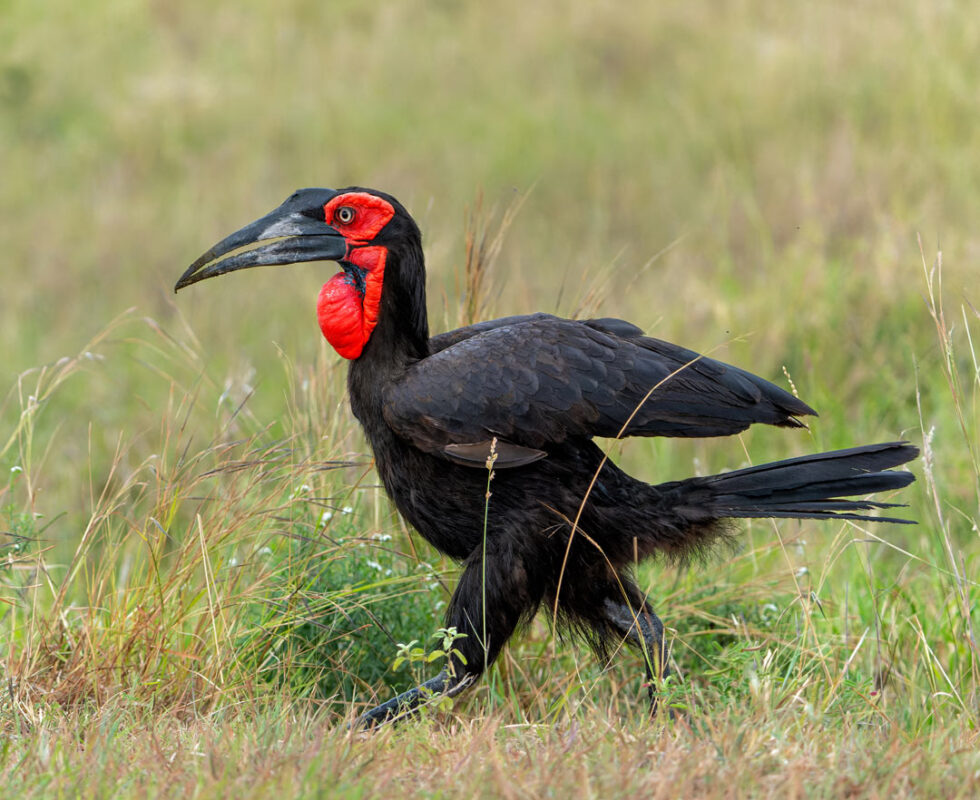 Southern Ground Hornbill Call & Sounds Wild Ambience Nature Sounds