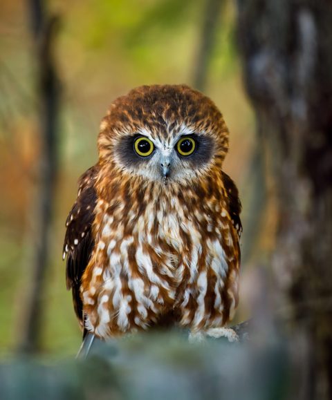 Australian Boobook - Owl Sounds & Calls | Wild Ambience Nature Sounds