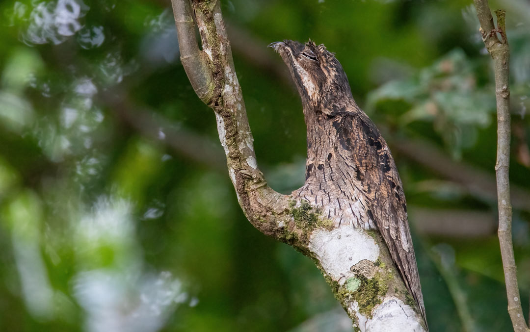 Common Potoo (Nyctibius griseus) perched on a stump in cryptic posture