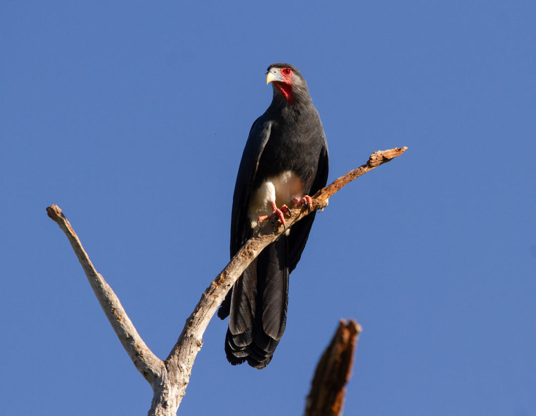 Red-throated Caracara (Ibycter americanus) Red-throated Caracara (Ibycter americanus)