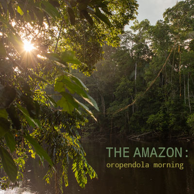 The Amazon: Oropendola Morning - Album Cover