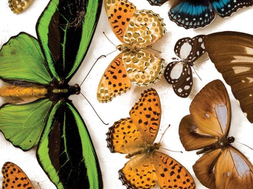 Queensland Museum – Butterfly Man Display