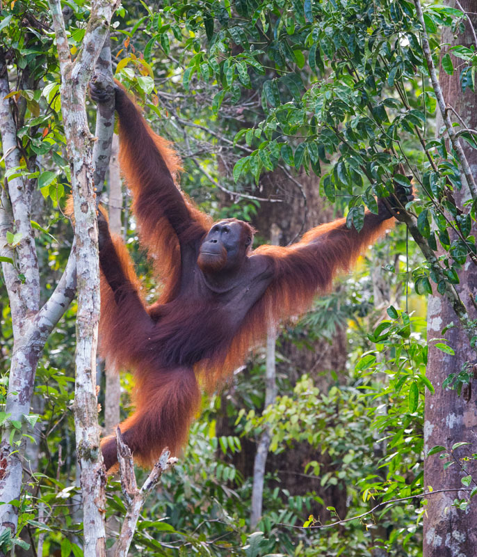 Orangutan feeding on ripe figs