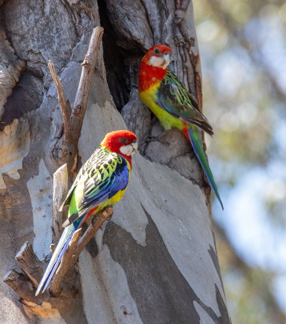 Eastern Rosella (Platycercus eximius) pair at a nesting hollow Eastern Rosella (Platycercus eximius)