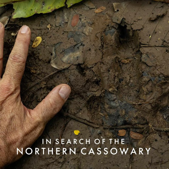 In Search of the Northern Cassowary - Documentary by Cornell Lab of Ornithology