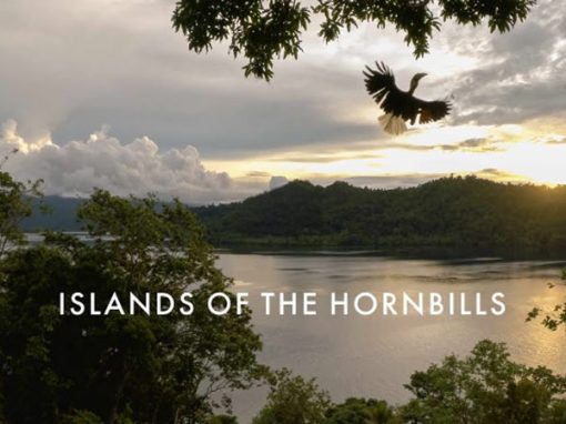 The Forgotten Forest – Documentaries by Cornell Lab of Ornithology