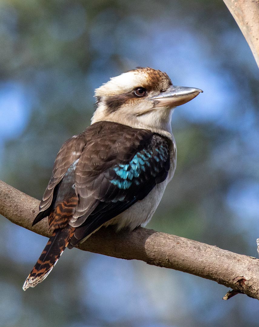 Laughing Kookaburra (Dacelo novaeguineae)