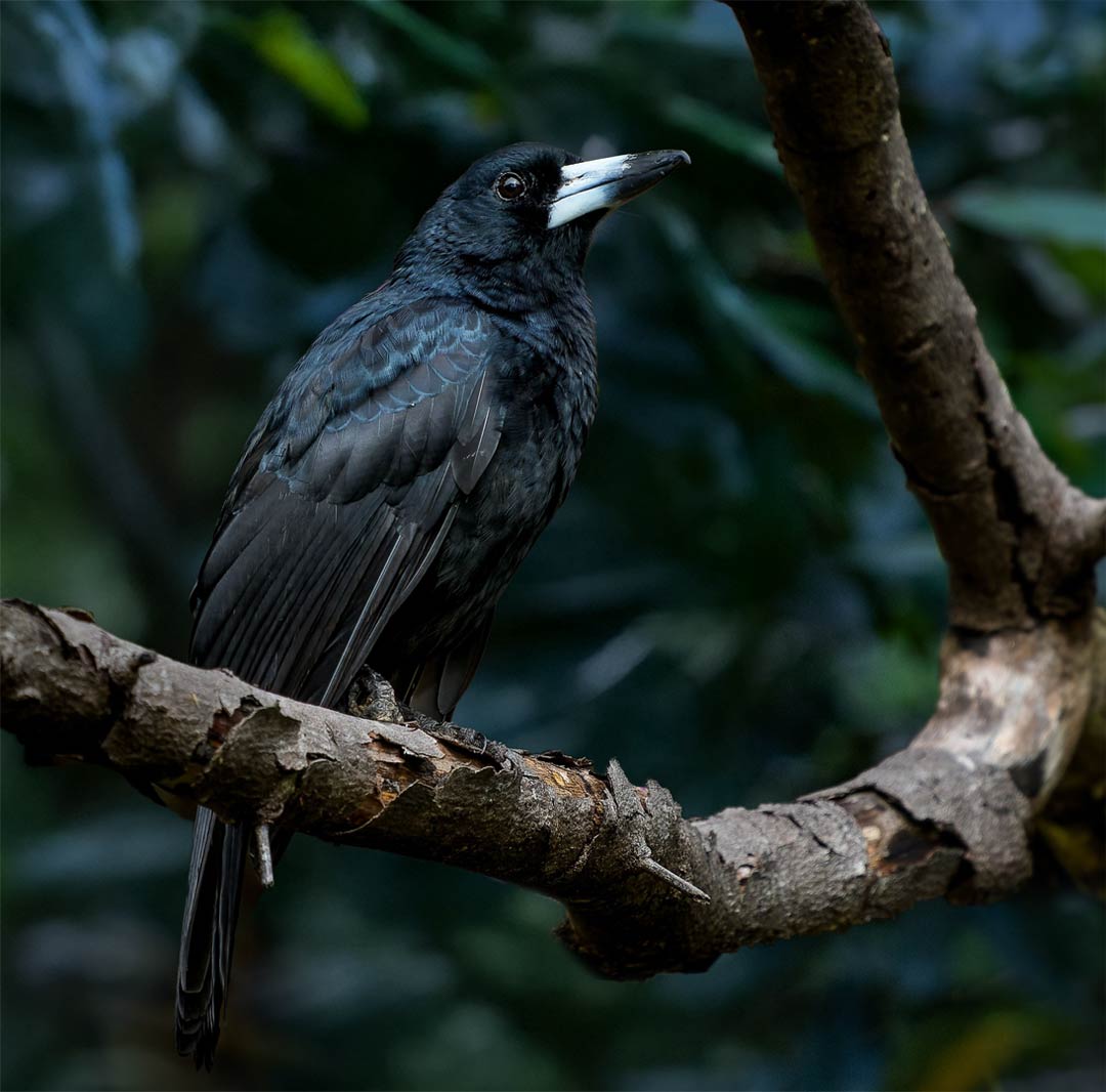 Black Butcherbird (Melloria quoyi)