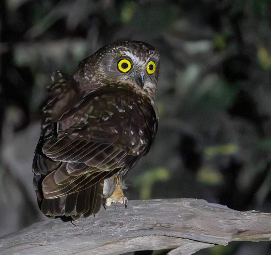 Tasmanian Boobook (Ninox leucopsis)