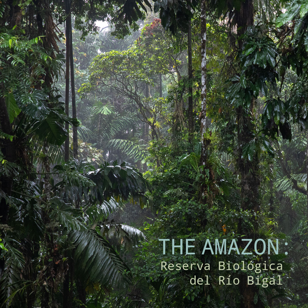 The Amazon: Rio Bigal Biological Reserve - Album Cover