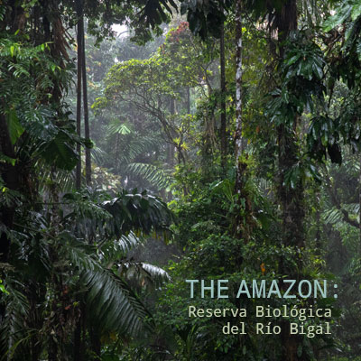 The Amazon: Rio Bigal Biological Reserve - Album Cover