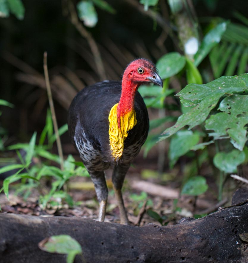 Australian Brushturkey (Alectura lathami)