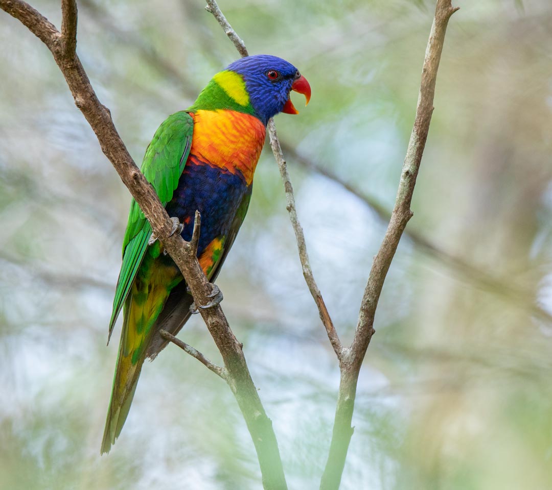 Rainbow Lorikeet (Trichoglossus moluccanus) Rainbow Lorikeet (Trichoglossus moluccanus)