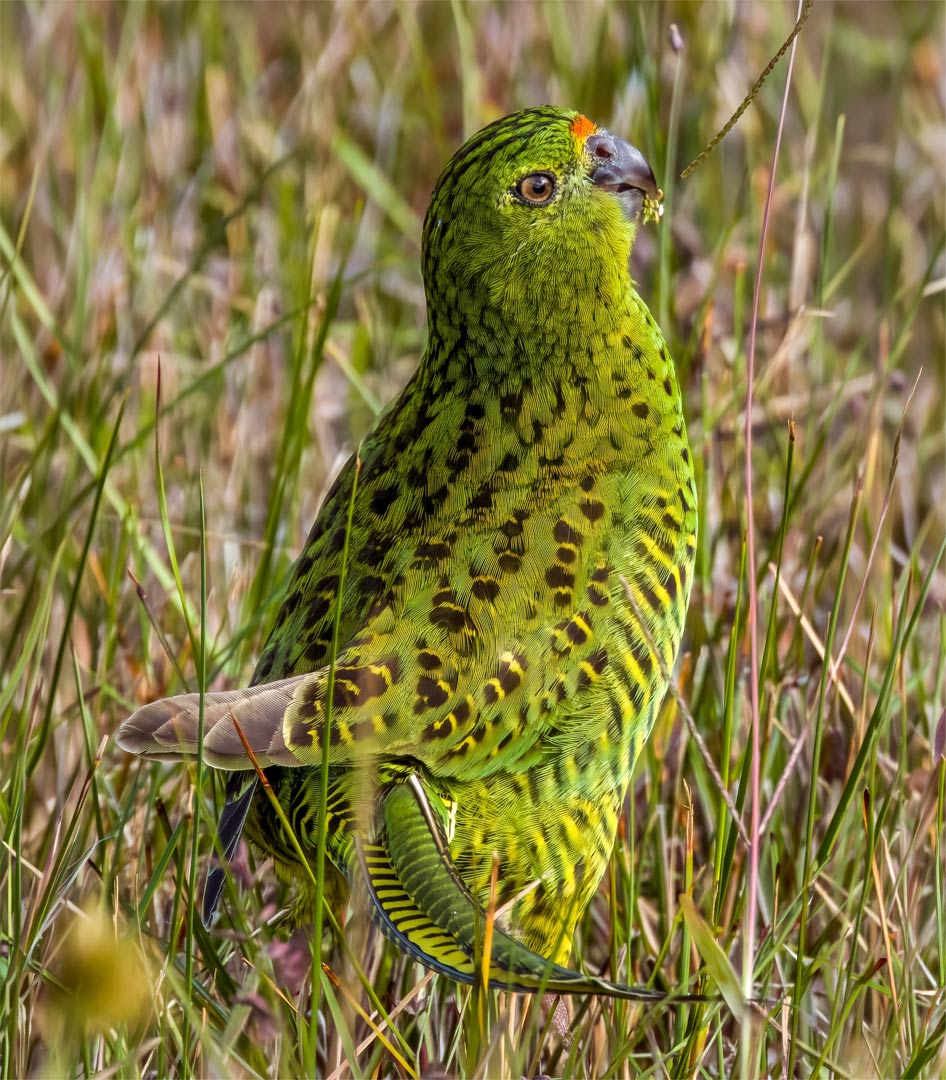 Ground Parrot (Pezoporus wallicus) Ground Parrot (Pezoporus wallicus)