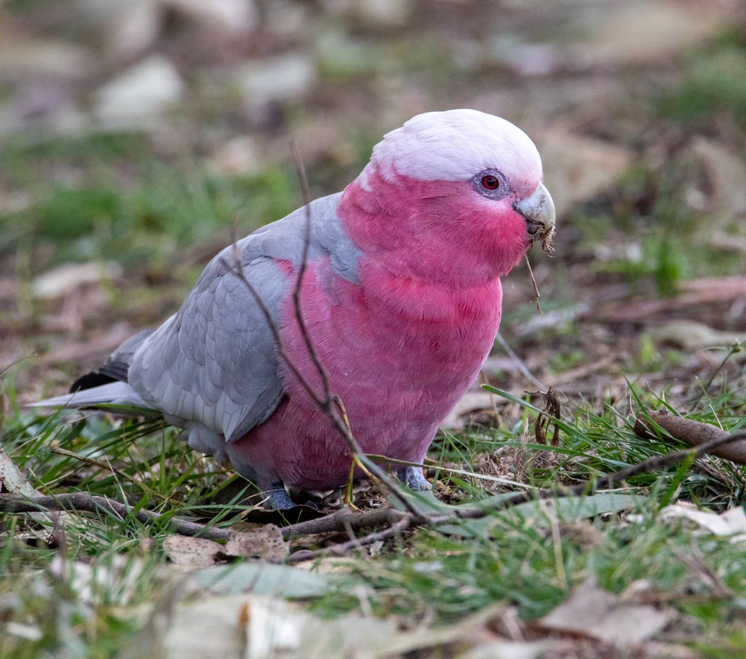 Galah (Eolophus roseicapilla) Galah (Eolophus roseicapilla)