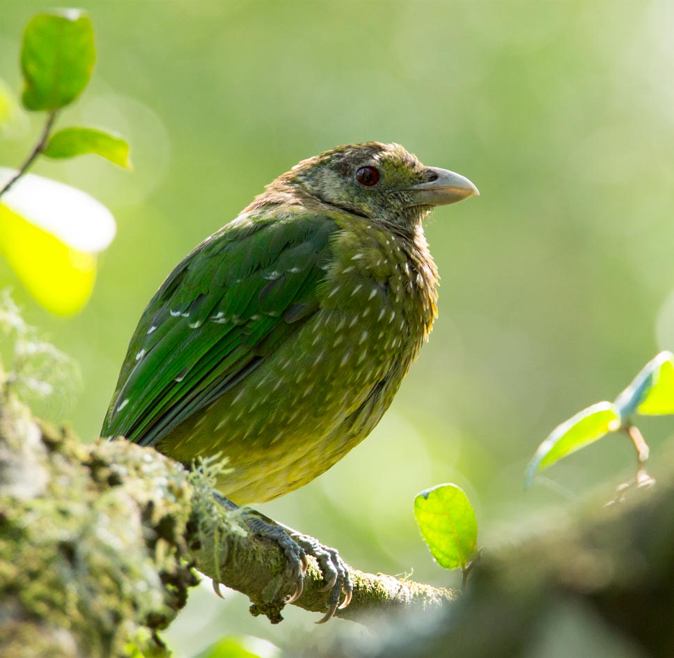 Green Catbird (Ailuroedus crassirostris)