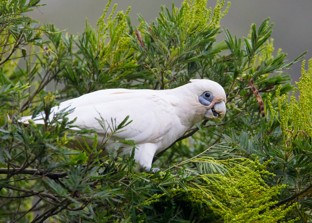 Little Corella (Cacatua sanguinea) Little Corella (Cacatua sanguinea)