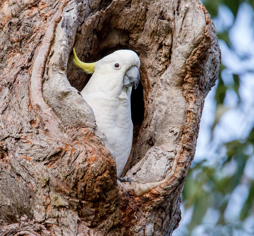 Sulphur-crested Cockatoo (Cacatua galerita) Sulphur-crested Cockatoo (Cacatua galerita)