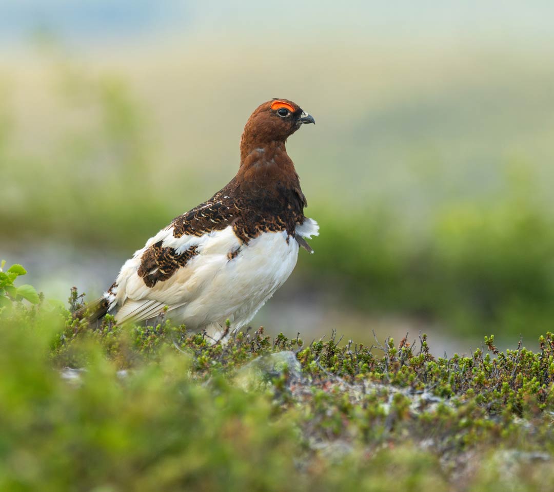 Willow Ptarmigan (Lagopus lagopus)