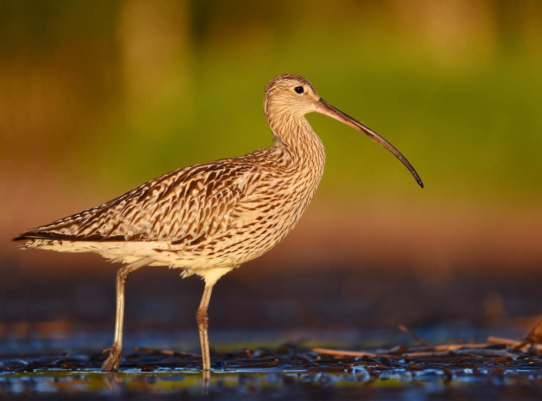 Eurasian Curlew (Numenius arquata)