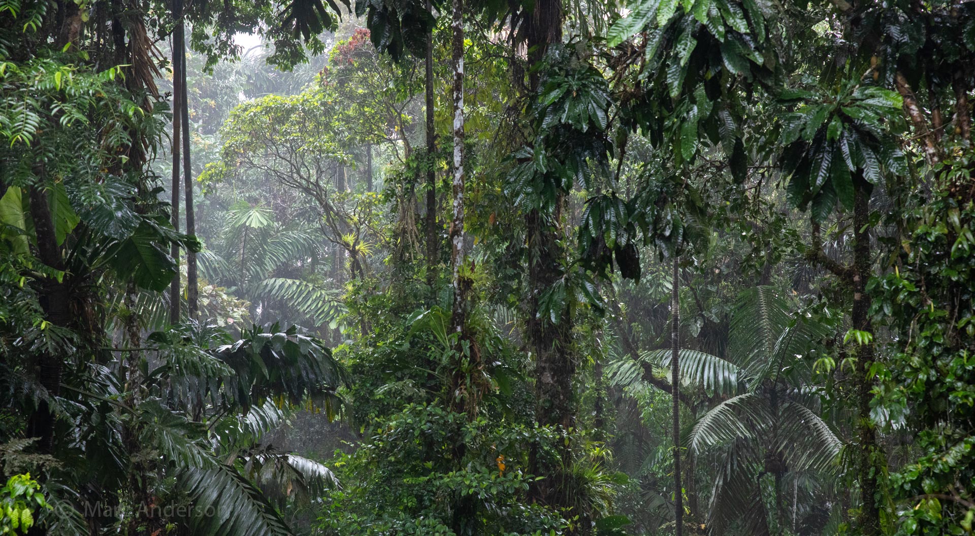 Tropical rainforest in Rio Bigal Biological Reserve Tropical rainforest in Rio Bigal Biological Reserve