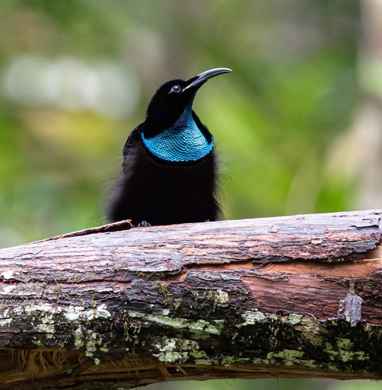 Magnificent Riflebird (Ptiloris magnificus)