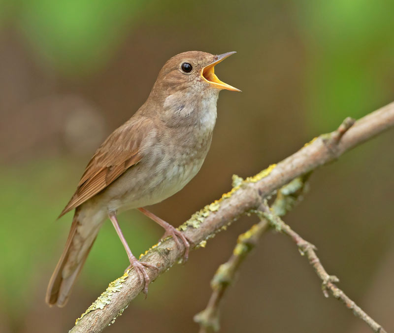 Thrush Nightingale (Luscinia luscinia)