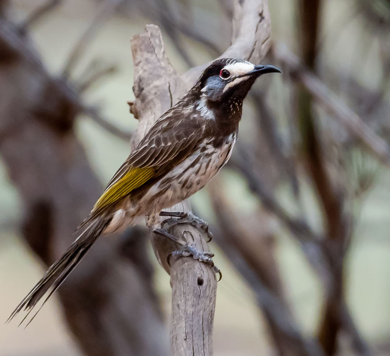 White-fronted Honeyeater (Purnella albifrons) White-fronted Honeyeater (Purnella albifrons)