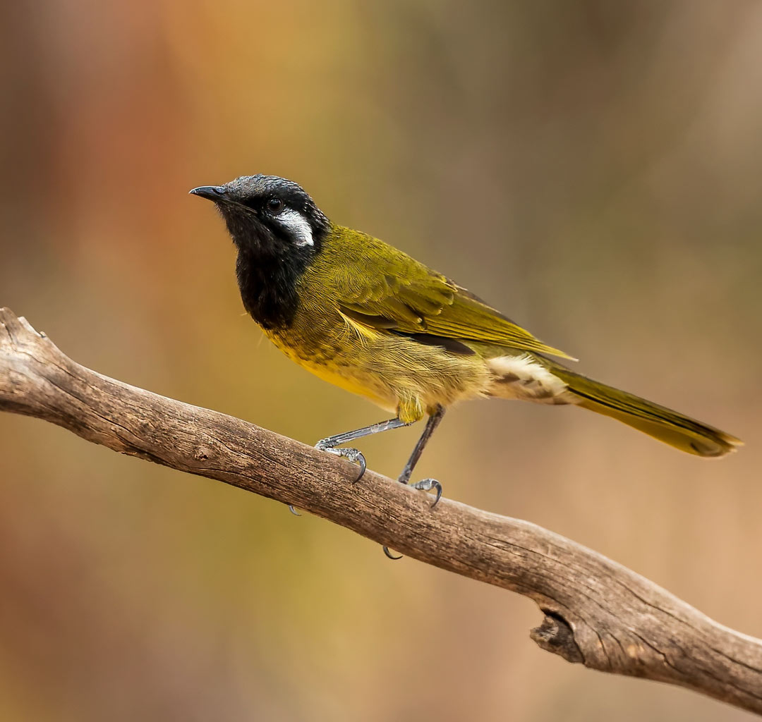 White-eared Honeyeater (Nesoptilotis leucotis) White-eared Honeyeater (Nesoptilotis leucotis)