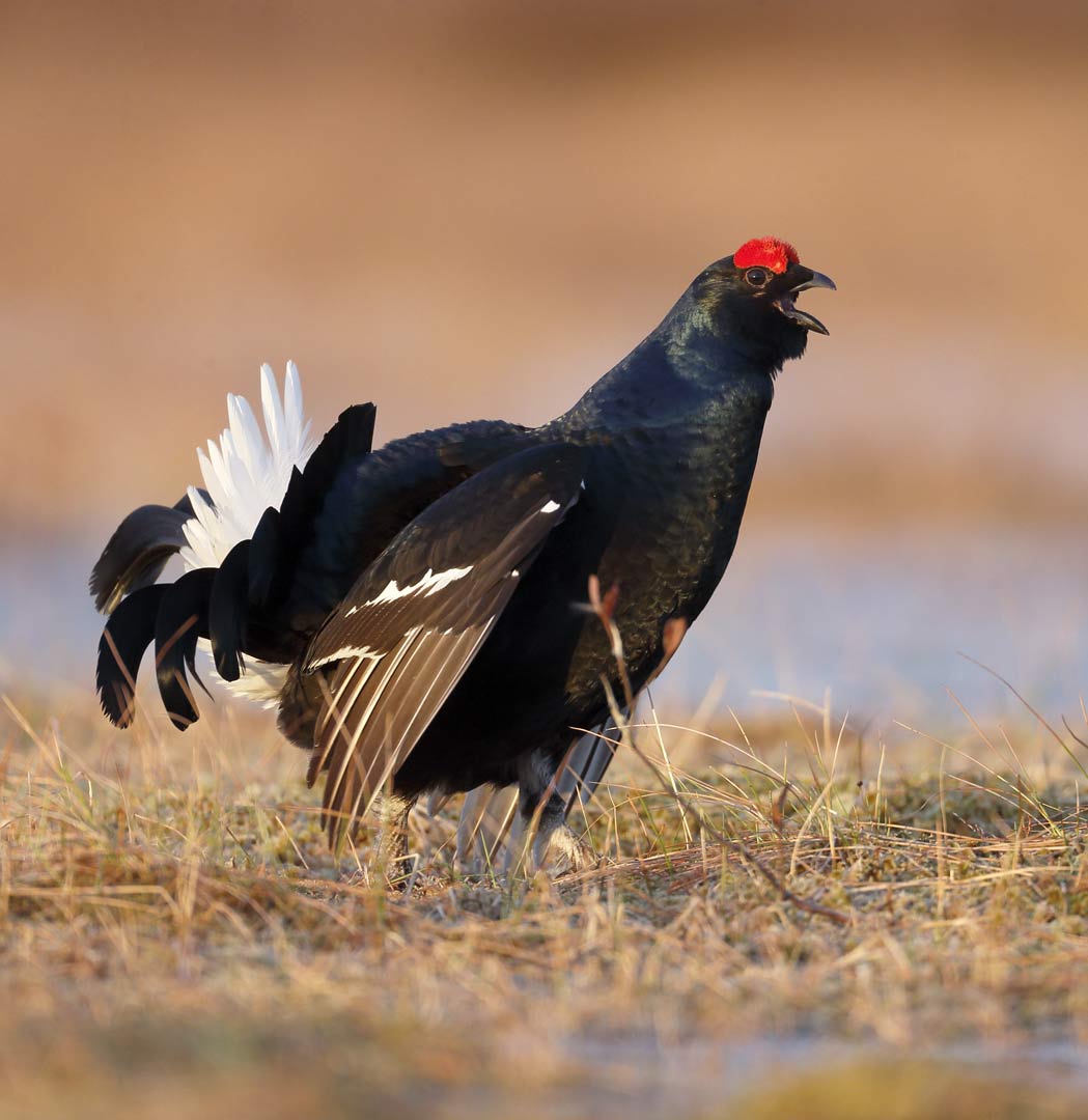 Black Grouse (Lyrurus tetrix)