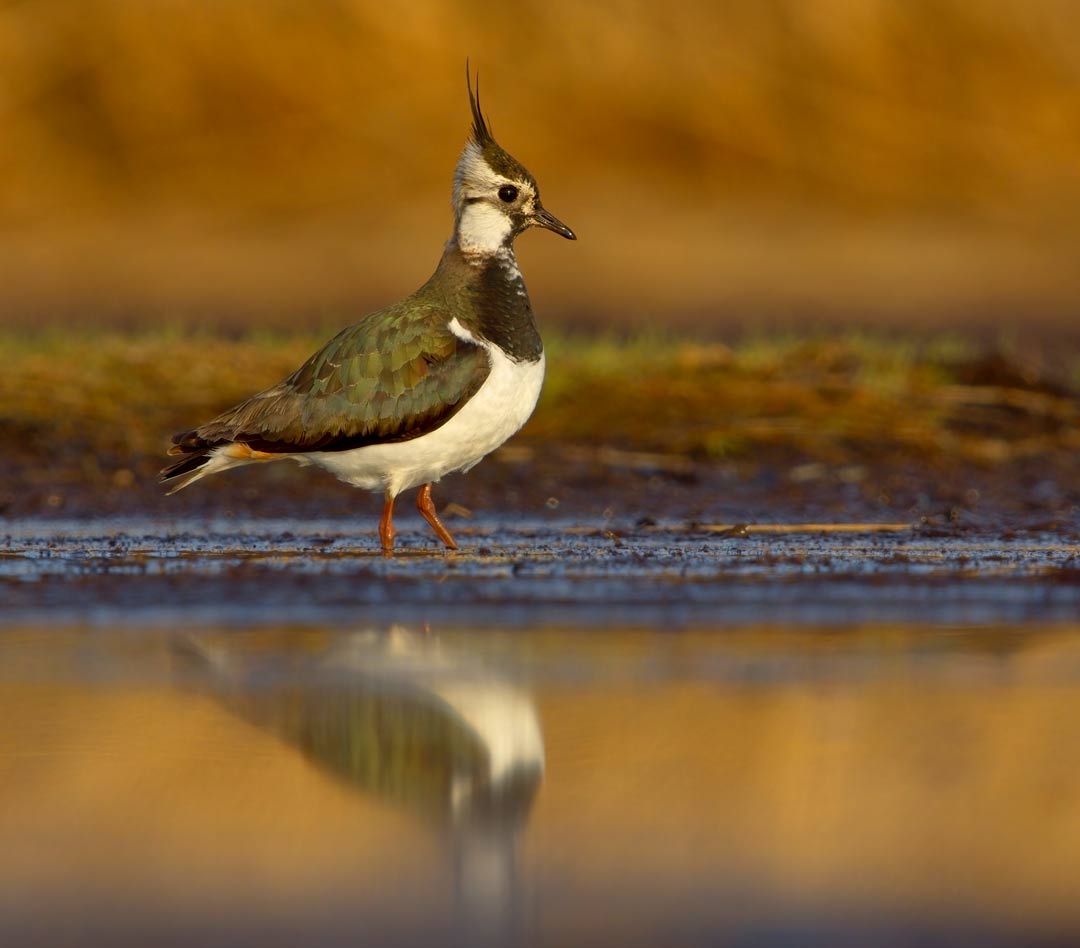 Northern Lapwing (Vanellus vanellus)